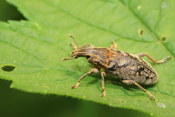 weevil