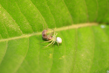 crab spider