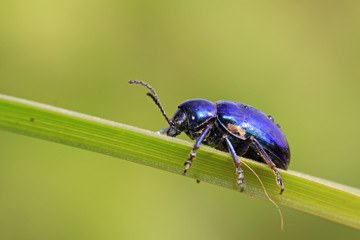 beetle on green leaf