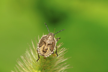 stinkbug on green leaf