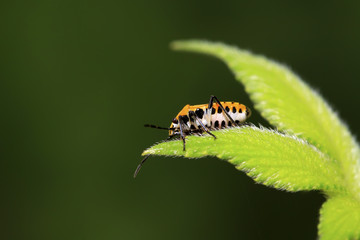 stinkbug on green leaf