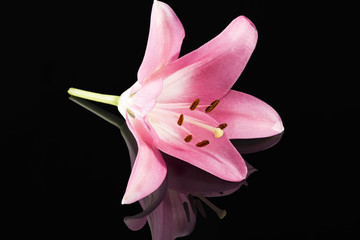 Single ping flower of beautiful pink Lilium isolated on black background, mirror reflection.