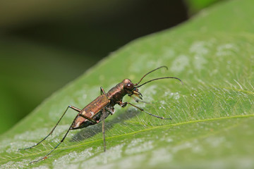 tiger beetles