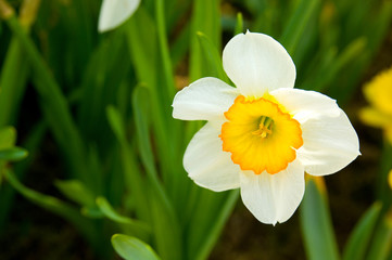 Obraz premium The daffodils in the flower garden.