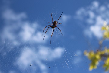 Araignée sur sa toile