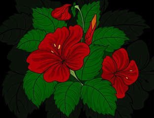 Chaba flowers ( Hibiscus ) hand drawing vector wallpaper on a black backgrounds