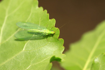 Lacewing flies on green leaf