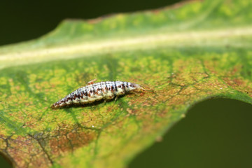 Big lacewing flies larvae - aphid lions