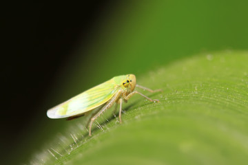 leafhopper