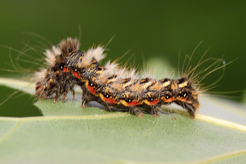 butterfly insect larvae