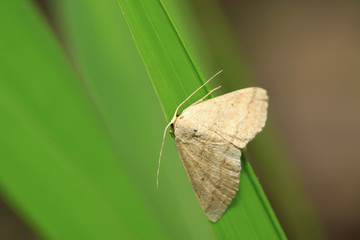 moth insects