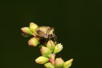 stinkbug on green leaf