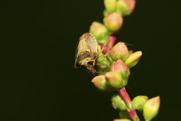 stinkbug on green leaf