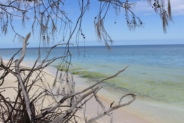 Arbre en bord de mer