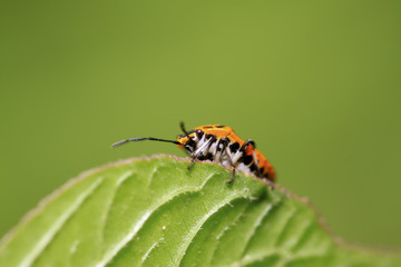 stinkbug on green leaf