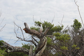mouette sur une branche