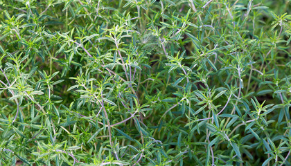 Fresh green savory plant. Summer savory background.