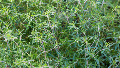 Fresh green savory plant. Summer savory background.