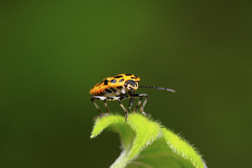 stinkbug on green leaf