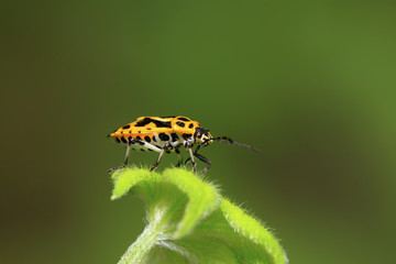 stinkbug on green leaf