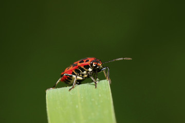 stinkbug on green leaf