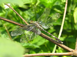 Close up photo of dragonfly perches on a branch of tree
