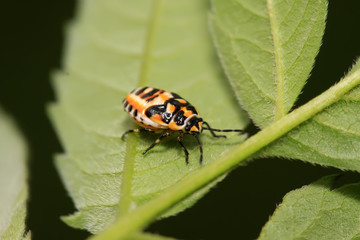 stinkbug nymphal on green leaf