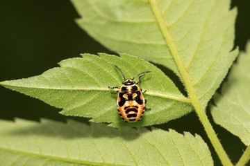 stinkbug nymphal on green leaf