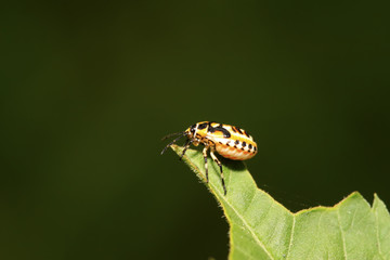 stinkbug nymphal on green leaf