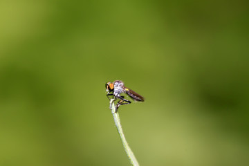 tabanidae insect prey on aphids
