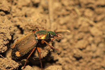 ground beetle