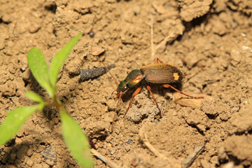 ground beetle