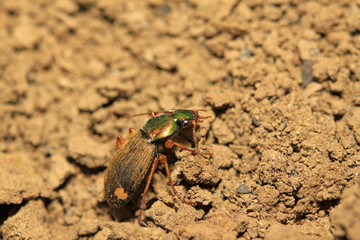 ground beetle