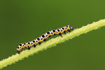 Lettuce winter moth nymphs on green leaf