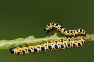 Lettuce winter moth nymphs on green leaf
