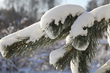 Beautiful snowy pine branches in the sun in winter