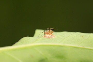 aphid on green plant