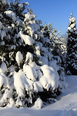 Beautiful snowy pine branches in the sun in winter