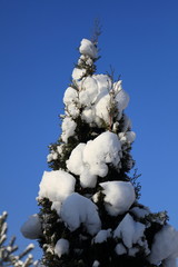 Beautiful snowy pine branches in the sun in winter