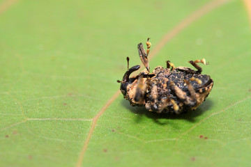 weevil