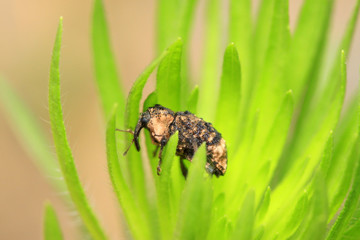 weevil