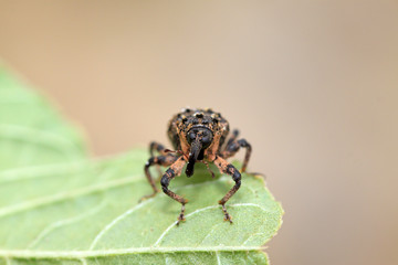 weevil
