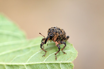weevil