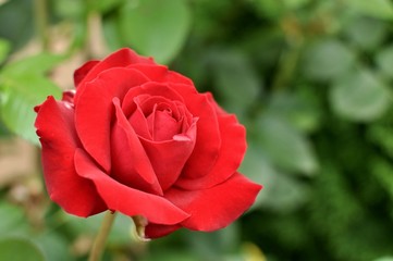 Red rose on natural green background, close up, selective focus, copy space