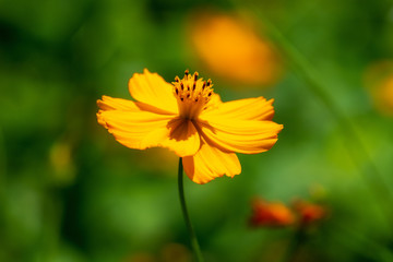 一輪のキバナコスモス