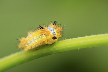 thorn moth larvae