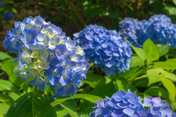 たくさん咲いた青い紫陽花