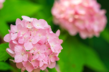 ピンクの可愛い紫陽花