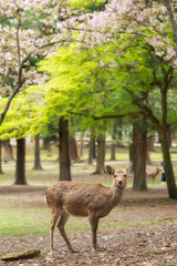 Naklejka na ściany i meble こちらを見つめる奈良公園の鹿