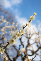 青空と梅の花
